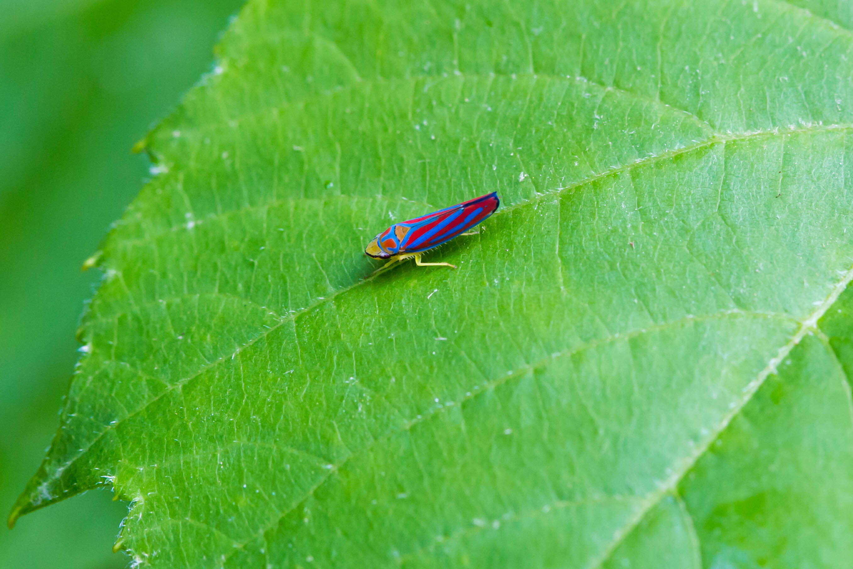 Graphocephala coccinea (Forster & J. R. 1771)的圖片