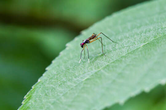 Imagem de Rainieria antennaepes (Say 1823)