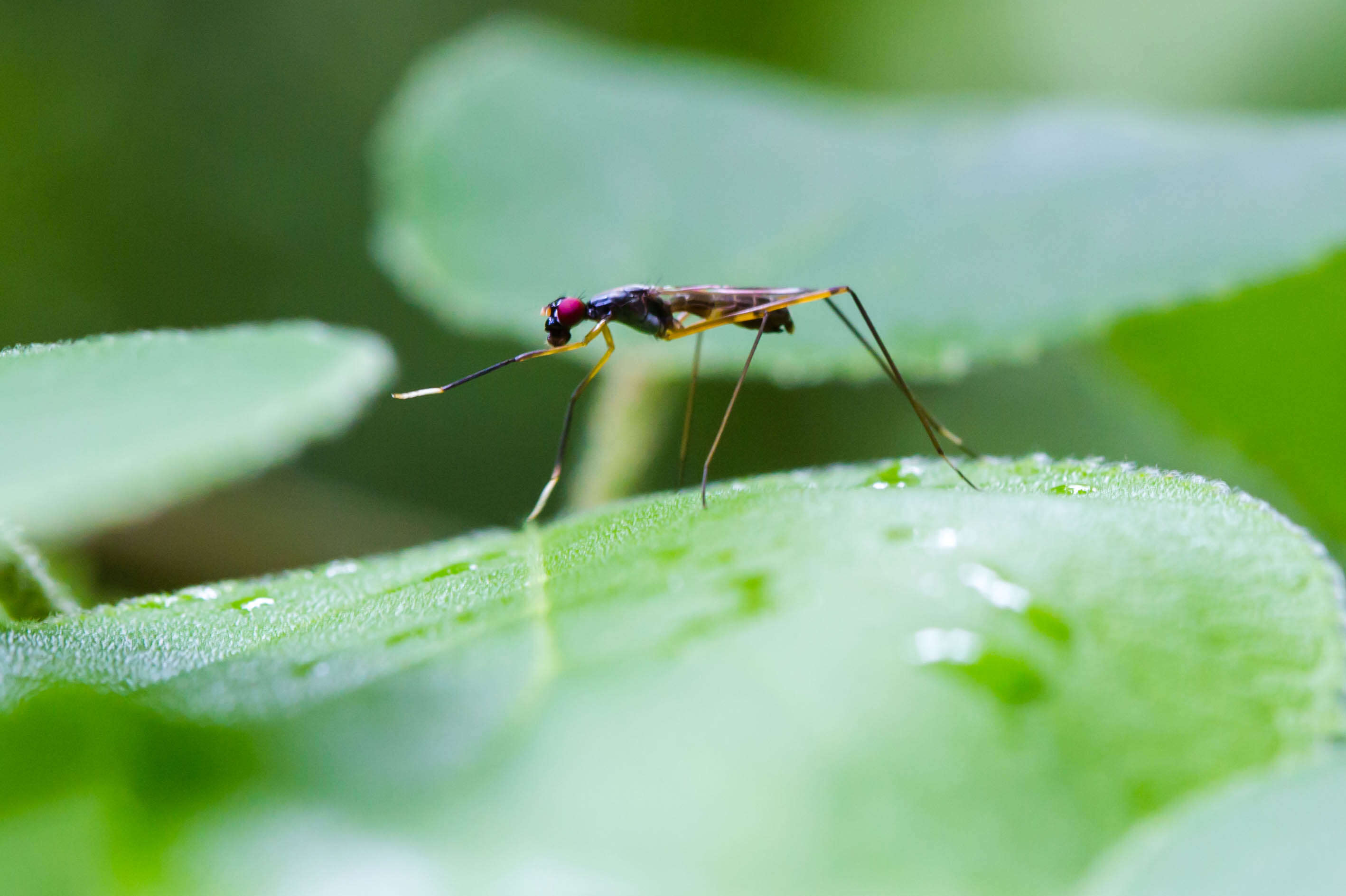 Rainieria antennaepes (Say 1823) resmi