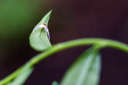 Image of jumping spiders