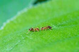 Image of False Honey Ant