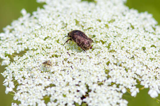 Image of Dark Flower Scarab