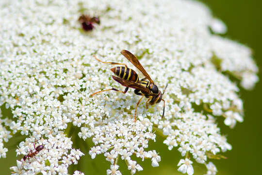 Image of Polistes dorsalis (Fabricius 1775)