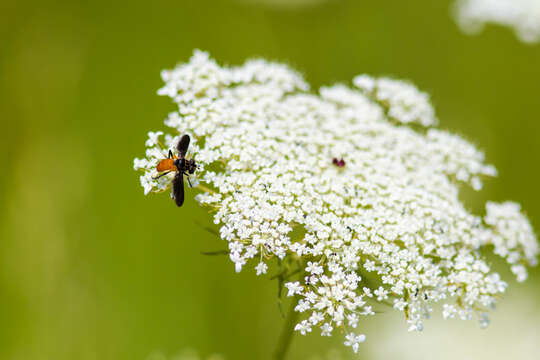 Image of Tachinid fly