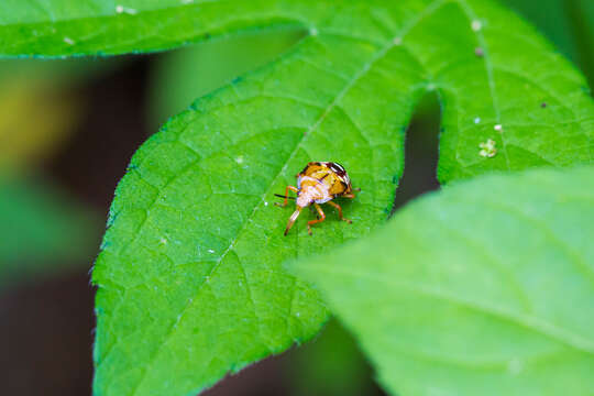 Image of Spined Soldier Bug