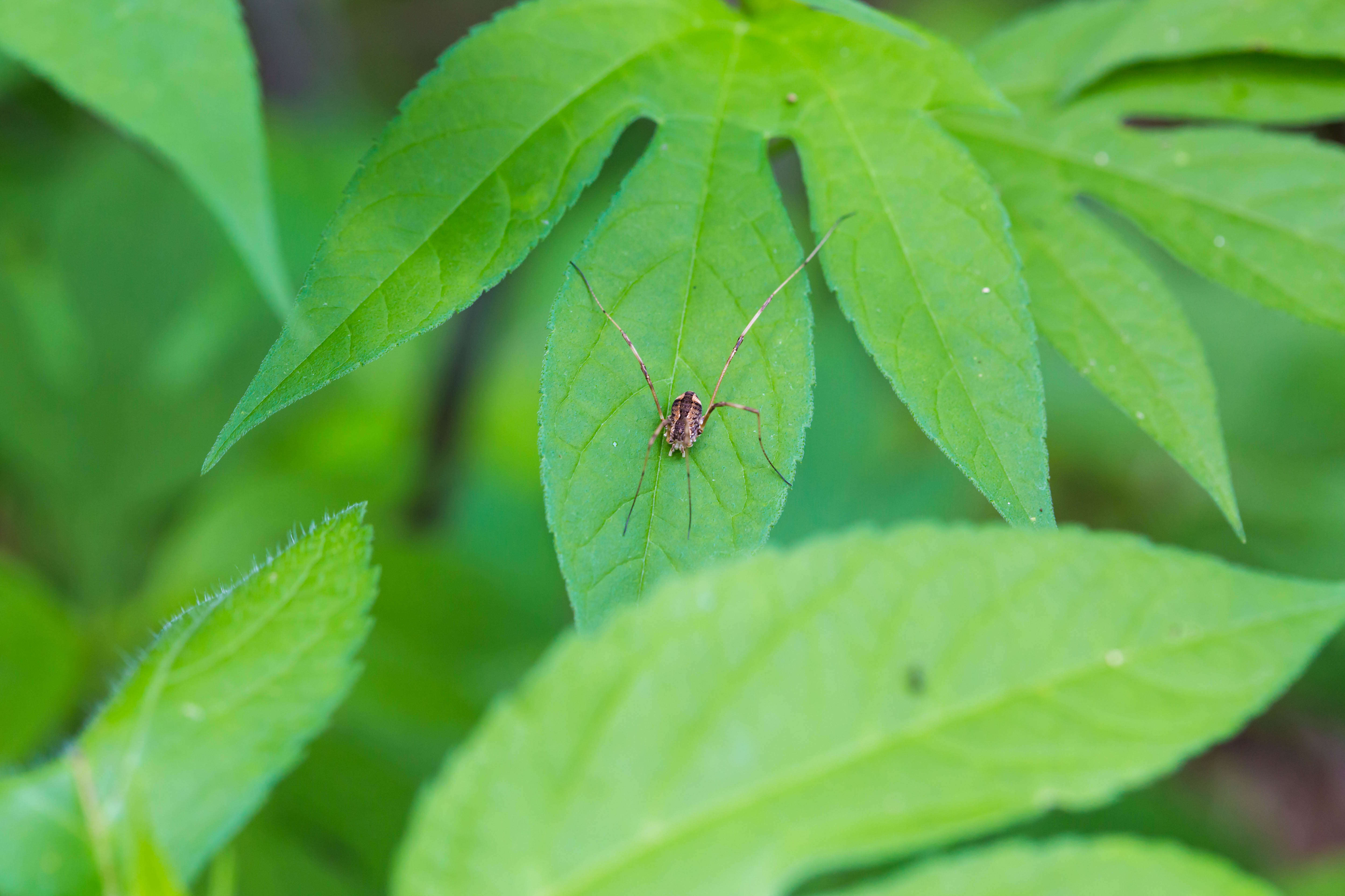 Image of Daddy longleg