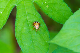 Image of Spined Soldier Bug