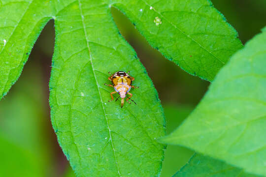 Image of Spined Soldier Bug