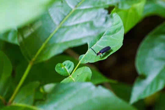 Image of Black Firefly