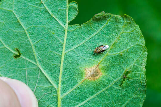 Image of Tarnished Plant Bug