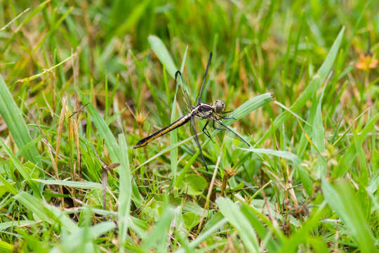 Libellula incesta Hagen 1861 resmi