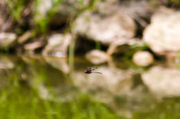 Image of Common Baskettail