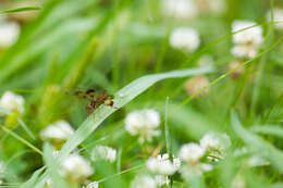 Image of Eastern Amberwing