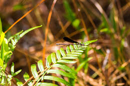 Image of Variable Dancer