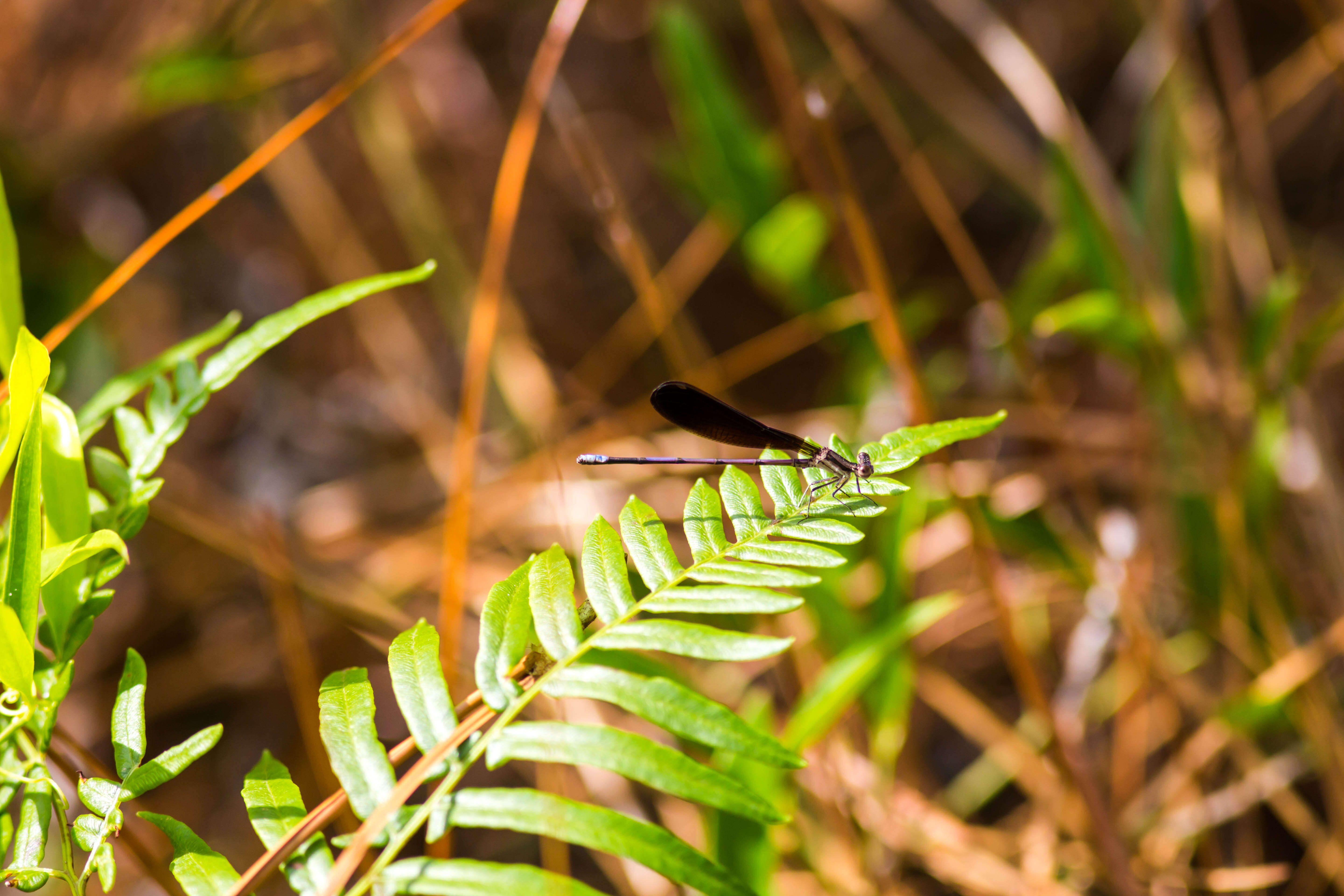 Image of Variable Dancer