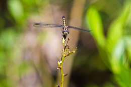 Image of Progomphus Selys 1854