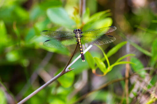 Image of Progomphus Selys 1854