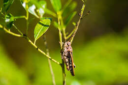 Слика од Pardalophora phoenicoptera (Burmeister & H. 1838)