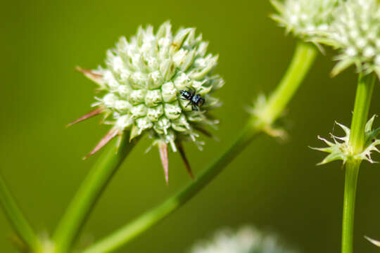 Phidippus audax (Hentz 1845) resmi