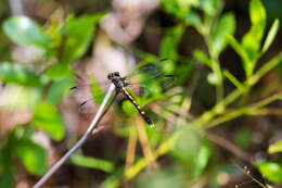 Imagem de Progomphus Selys 1854