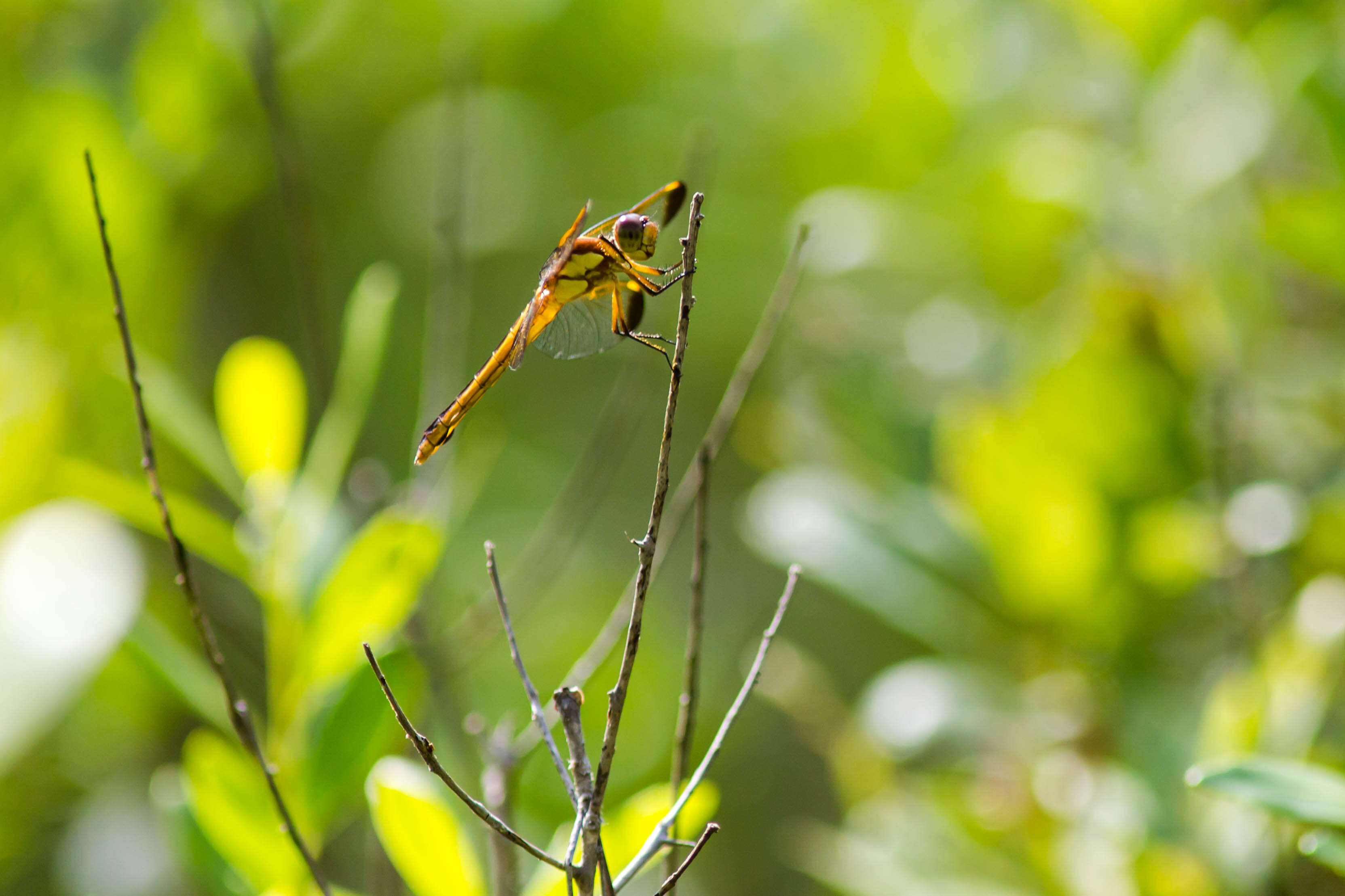 Image de Libellula flavida Rambur 1842