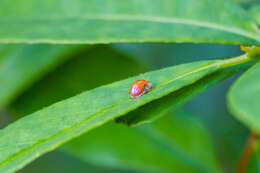 Imagem de Charidotella (Charidotella) sexpunctata (Fabricius 1781)