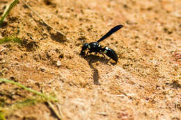 Image of Four-toothed Mason Wasp