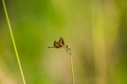 Celithemis eponina (Drury 1773) resmi