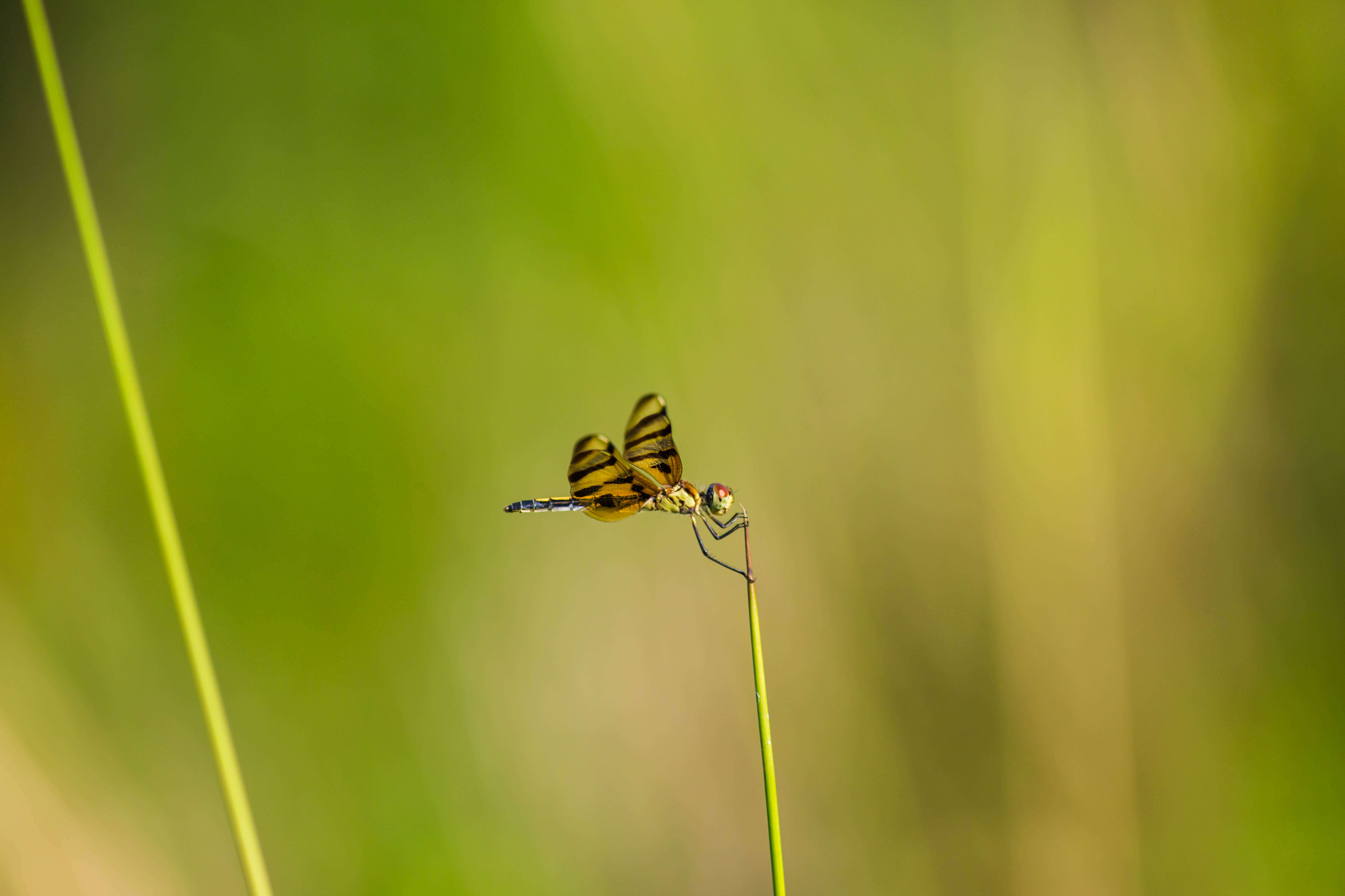 Celithemis eponina (Drury 1773) resmi