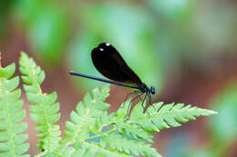 Image of Ebony Jewelwing