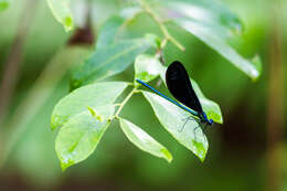 Image of Ebony Jewelwing