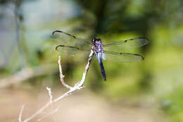 Image of Bar-winged Skimmer