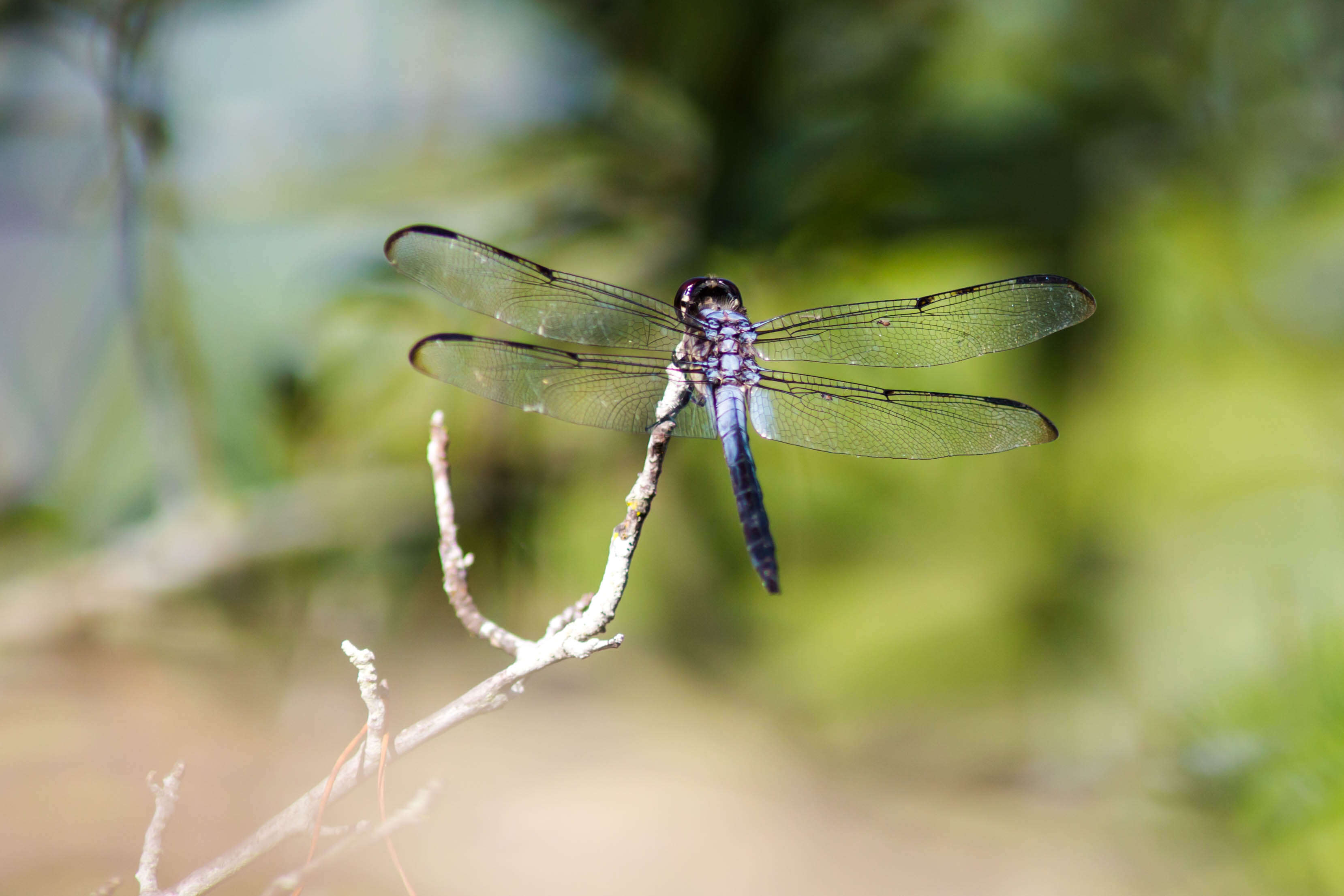 Image of Bar-winged Skimmer