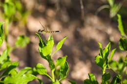 Image of Little Blue Dragonlet