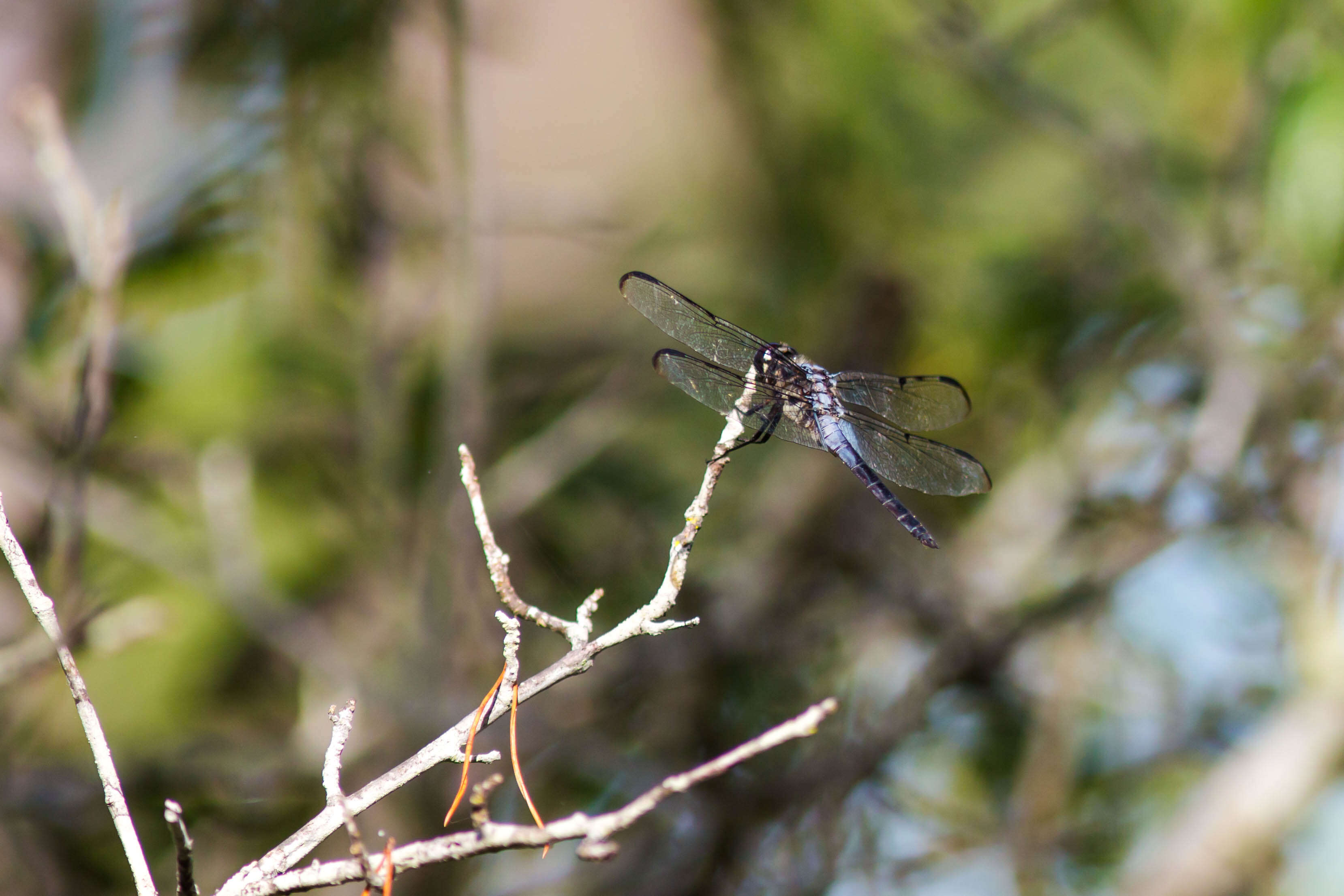 Image of Bar-winged Skimmer