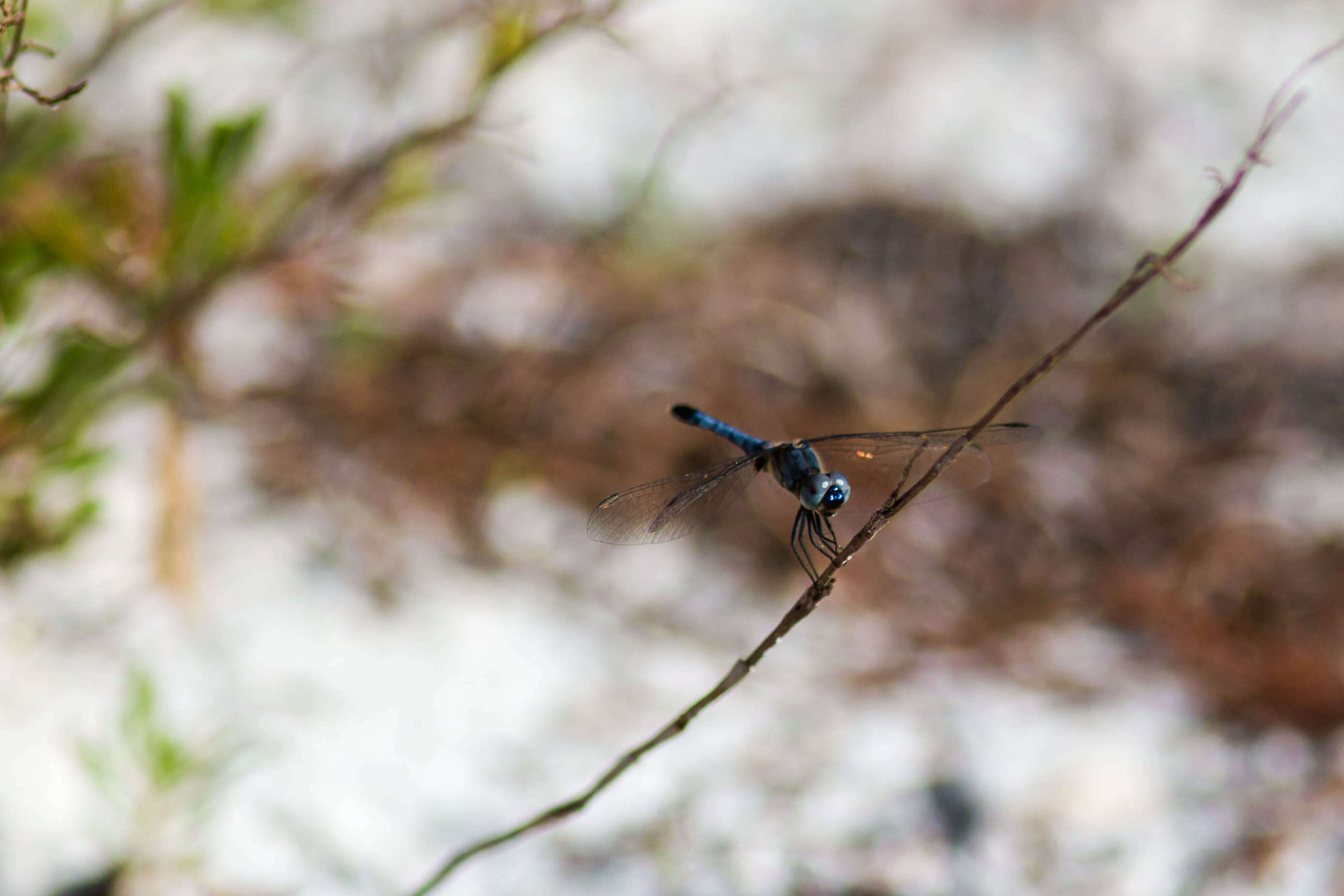 Image of Little Blue Dragonlet