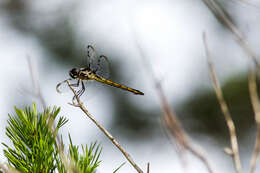 Image of Bar-winged Skimmer