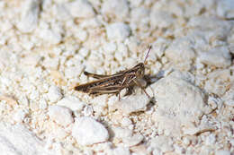 Image of Spotted-winged Grasshopper