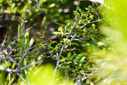 Image of Carolina Saddlebags