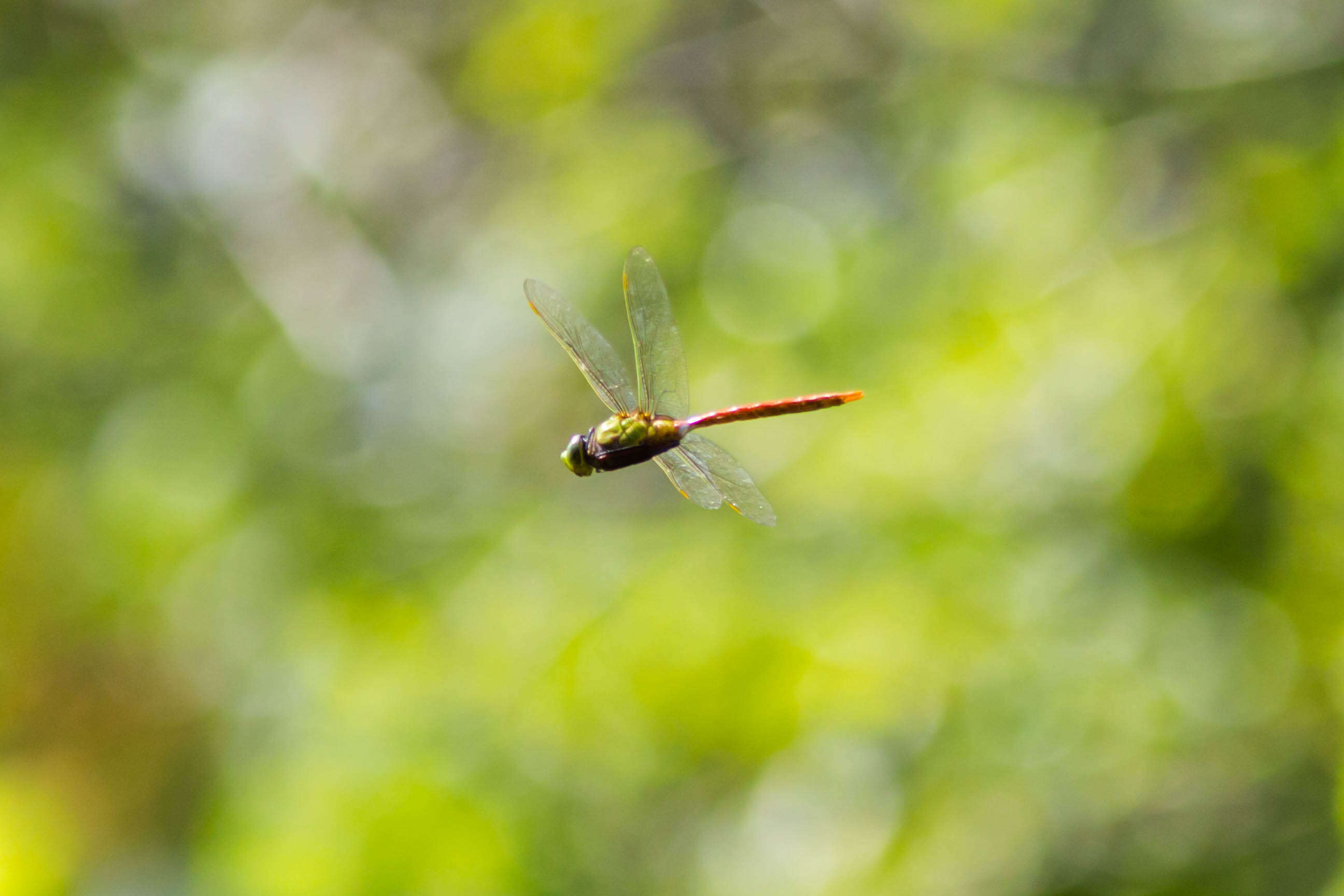 Image of Comet Darner