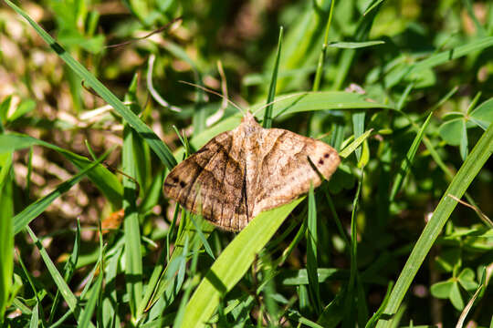 Image of Clover Looper, Range Grass-moth