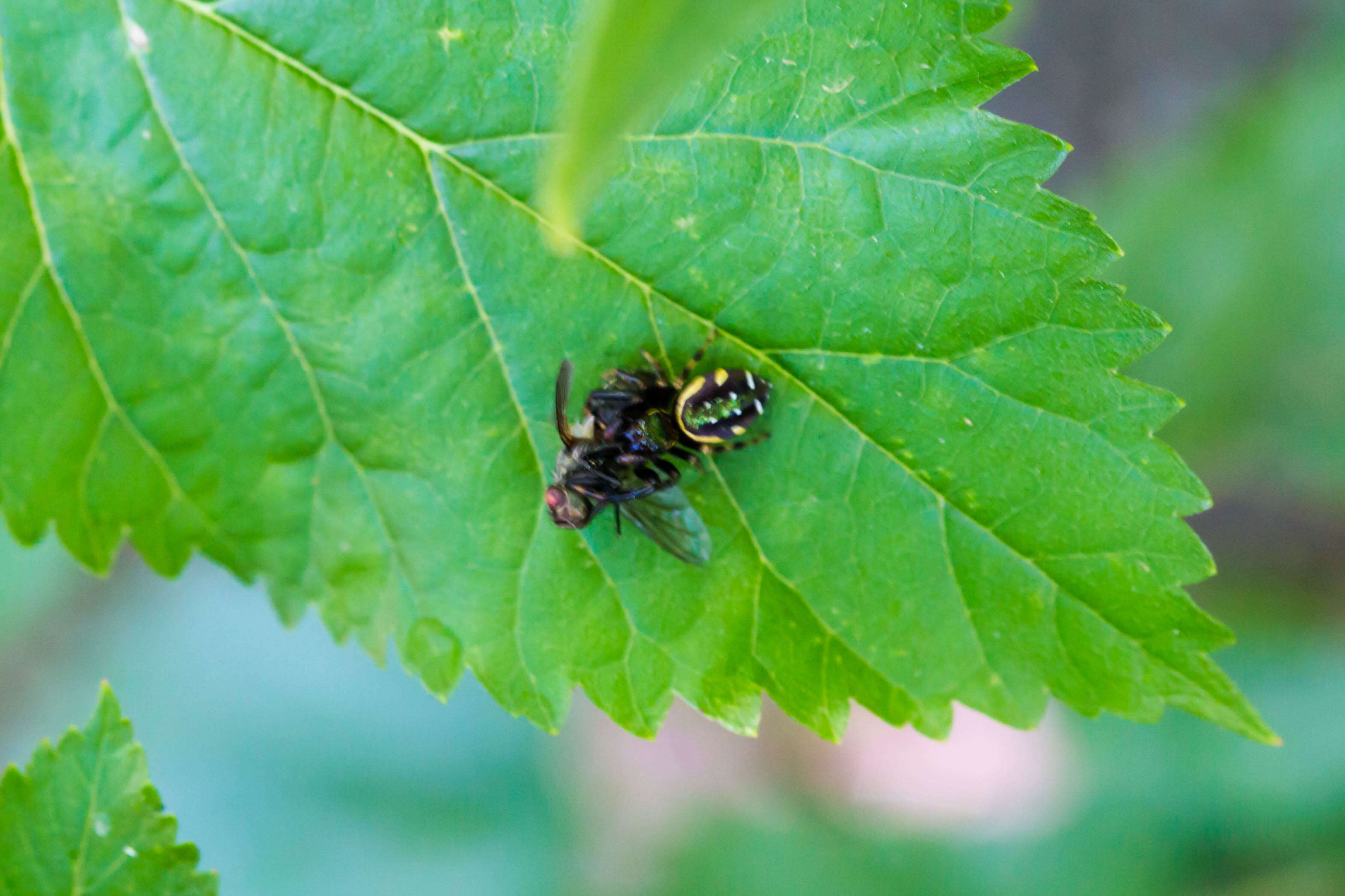 Image of jumping spiders