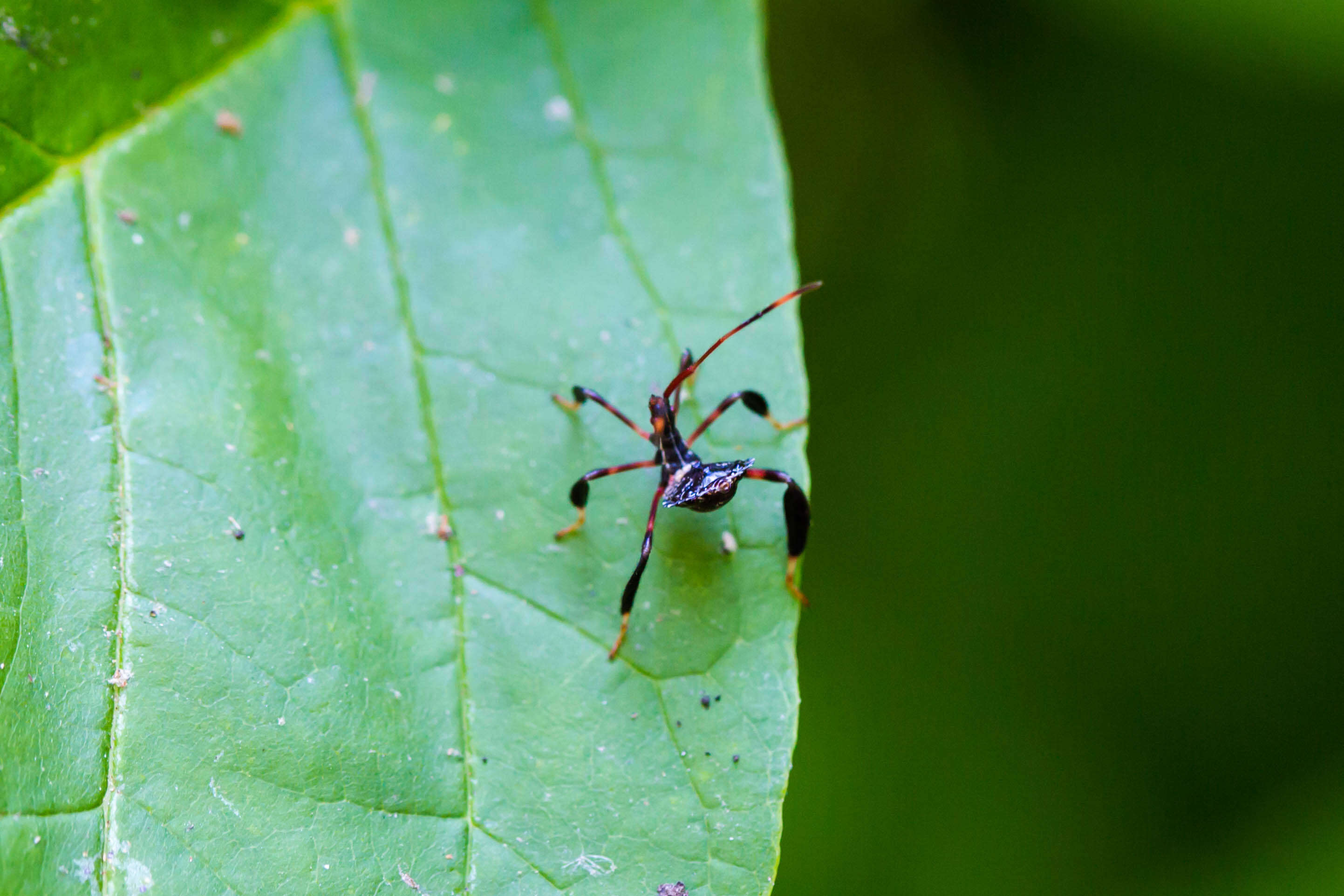 Image de Acanthocephala