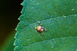 Image of Arabesque Orbweaver