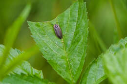 Image of Winter Firefly