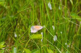 Image of Common Ringlet