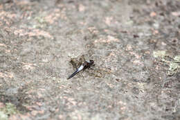 Image of Chalk-fronted Corporal