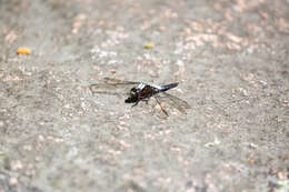 Image of Chalk-fronted Corporal