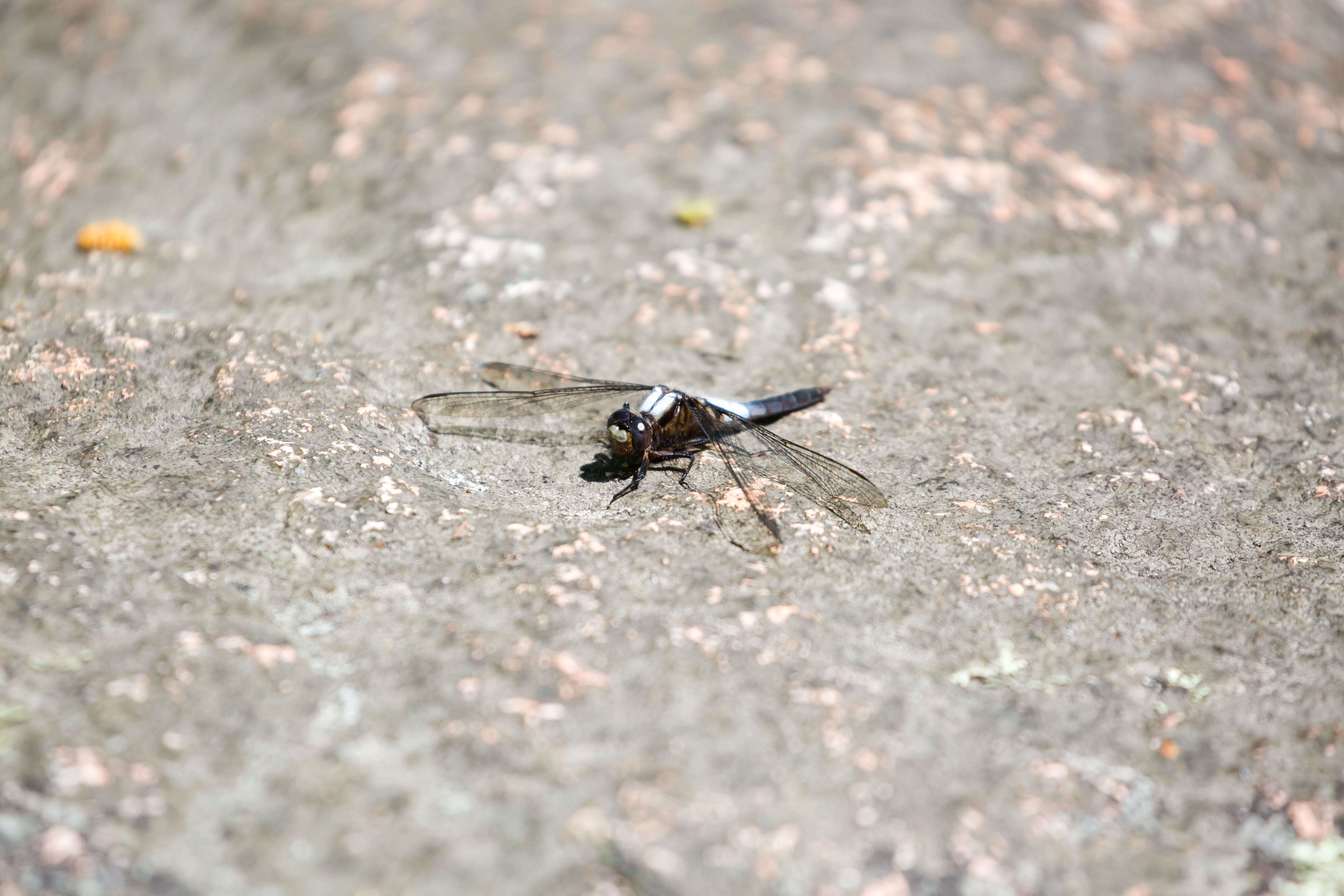 Image of Chalk-fronted Corporal