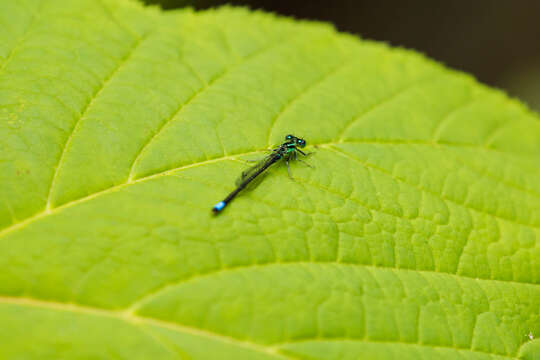 Image of Eastern Forktail